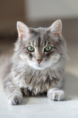 14 year old domestic cat