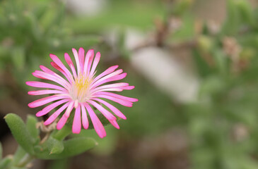 Fototapeta premium small pink flower