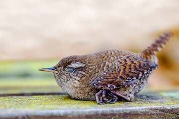 Songbird Wren, Troglodytes Bird is relaxing at bench in November in Europa, Germany, Rhineland...