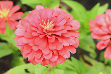 pink dahlia flower