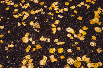 Wet asphalt after rain with yellow foliage. Fallen autumn leaves on the road