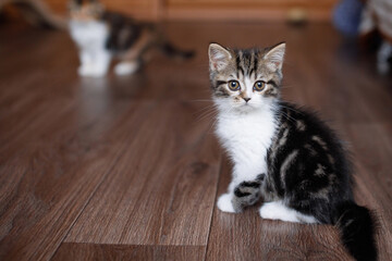 A white gray kitten plays on the floor