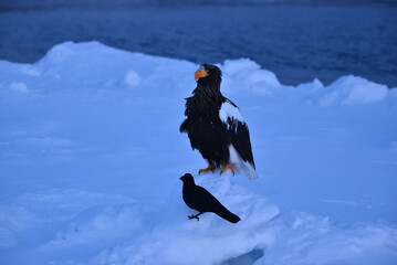 Bird watching with floating ices in winter