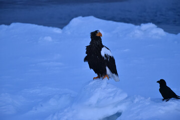 Bird watching with floating ices in winter