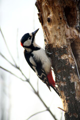 Lesser spotted woodpecker (Dryobates minor) on a tree