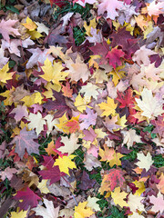 Autumn leaves in forest