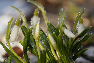 snowdrop flower in spring