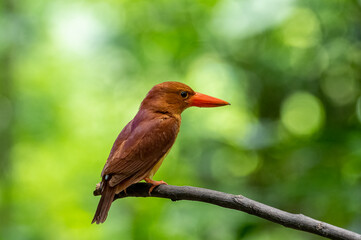 Ruddy Kingfisher bird is perching on tree branch with blurred green background. Nature and wildlife concept.