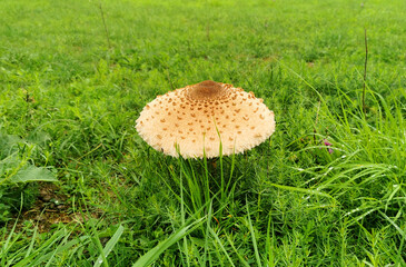 Parasol Pilz