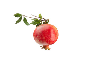 Pomegranate and branch with leaves isolated on white background. With clipping path. Full depth of field. Focus stacking