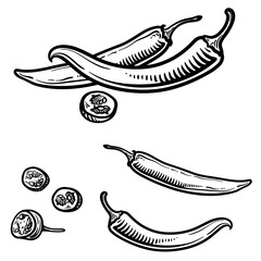 Vector illustration of a chili pepper in engraving style. Set of chili peppers isolated on a white background.
