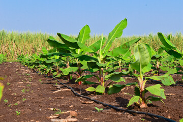 Small banana plants growing in a banana garden, Planting a banana plantation grows on an area of deep, Humid, Organic water with a piped water system, In India