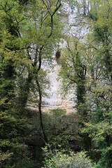 Autumn in the forest