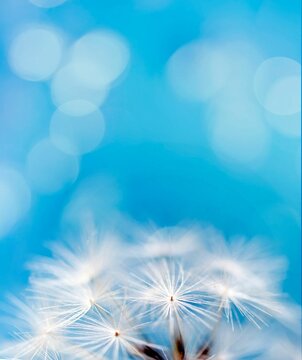 Closeup of blown dandelion on a blue background