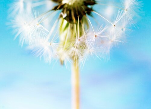 Closeup of blown dandelion on a blue background