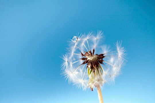 Closeup of blown dandelion on a blue background