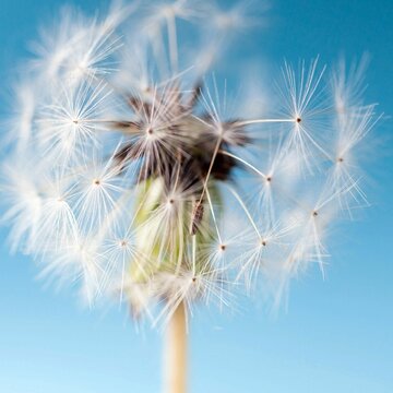 Closeup of blown dandelion on a blue background