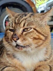 Boring cats. Thai cat don't want to play with his owner.