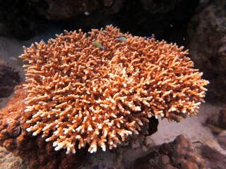 Naklejka na ściany i meble red sea fish and hard corals