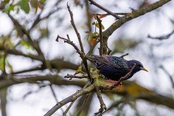 Starling (Sturnus wulgaris) in colorful plumage close up.