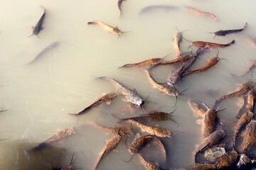 Large catfish swim in a river in northern Israel.