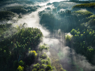 Foggy forest in valley in autumn at sunrise.