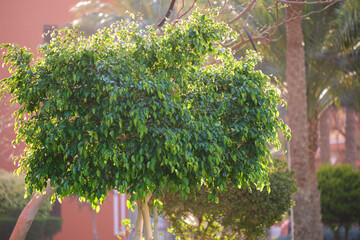 Closeup of green tropical plants in summer garden