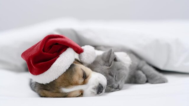 Beagle puppy wearing santa hat hugs tiny kitten Pet sleep with toy bear under a white blanket on a bed at home