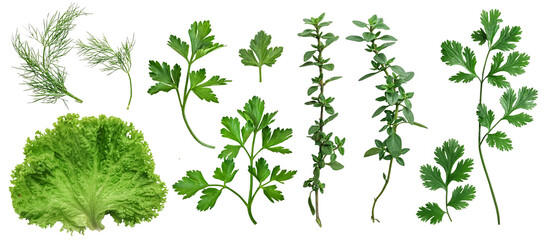 basil, parsley, cilantro, dill, lettuce leaves isolated on a white background. The view from top.