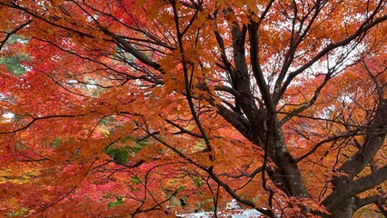 Maple leaves turn red in the autumn