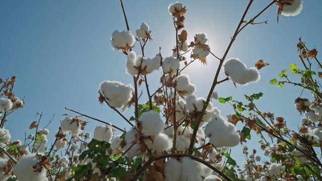 Cotton field . A mature cotton bush, ready for harvesting, against a background of blue sky and sun. Agricultural industry.