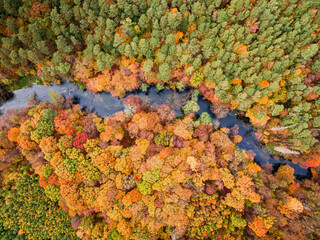 Top down view of autumn forest and river in Poland