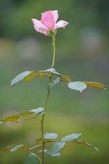 庭のピンクのバラ1輪