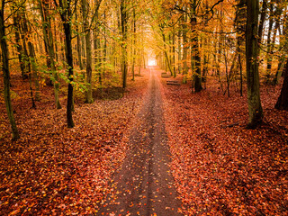 Footpath in leafy forest in Poland at autumn.