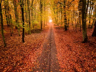 Printed roller blinds Road in forest Footpath in leafy forest in Poland at autumn.