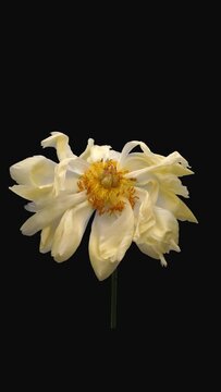 Time lapse of dying coral Peony (Paeonia) flower with ALPHA transparency channel isolated on black background, vertical orientation
