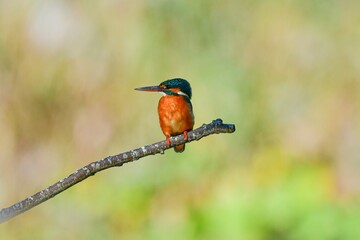 公園や池で見られる輝く緑色が美しい飛ぶ宝石、カワセミ