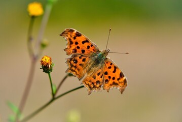 秋の草原で見られるオレンジ色のきれいなチョウ、キタテハ