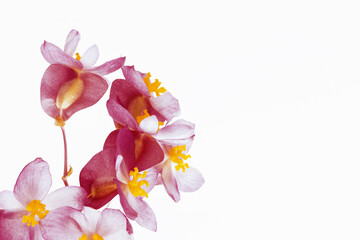 Inflorescences of houseplant begonia with white background