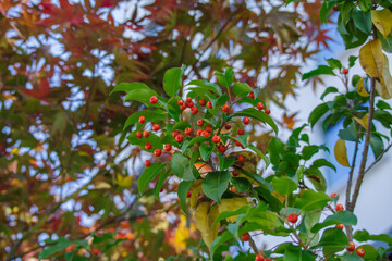 ソヨゴの赤い実