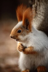 Naklejka na ściany i meble portrait of cute squirrel sitting on a stub in autumn park