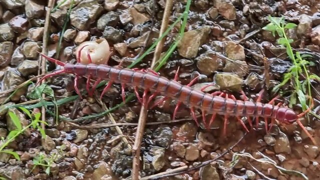 A large centipede walked along the ground and grass.