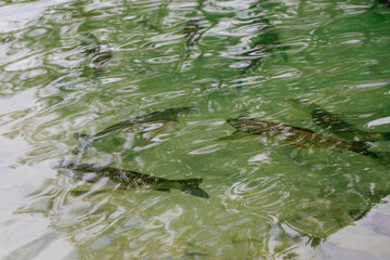 Trout fish swims in green water in an artificial pond