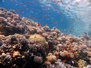 Obraz na płótnie Canvas red sea fish and hard corals