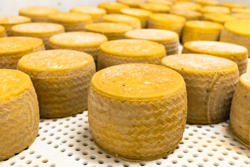 yellow cheese wheels at the storage during the cheese aging process. Whole cheese heads is maturation, stack in a row