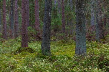 Mossy ground and pine forest. Estonia.