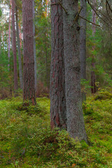Mossy ground and pine forest. Estonia.