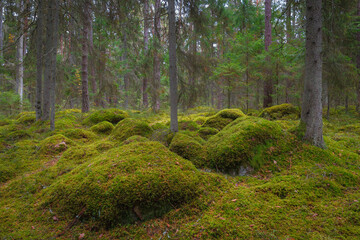 Mossy boulders in the pine forest. Estonia.