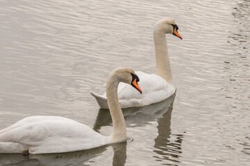 Obraz premium Cygnes