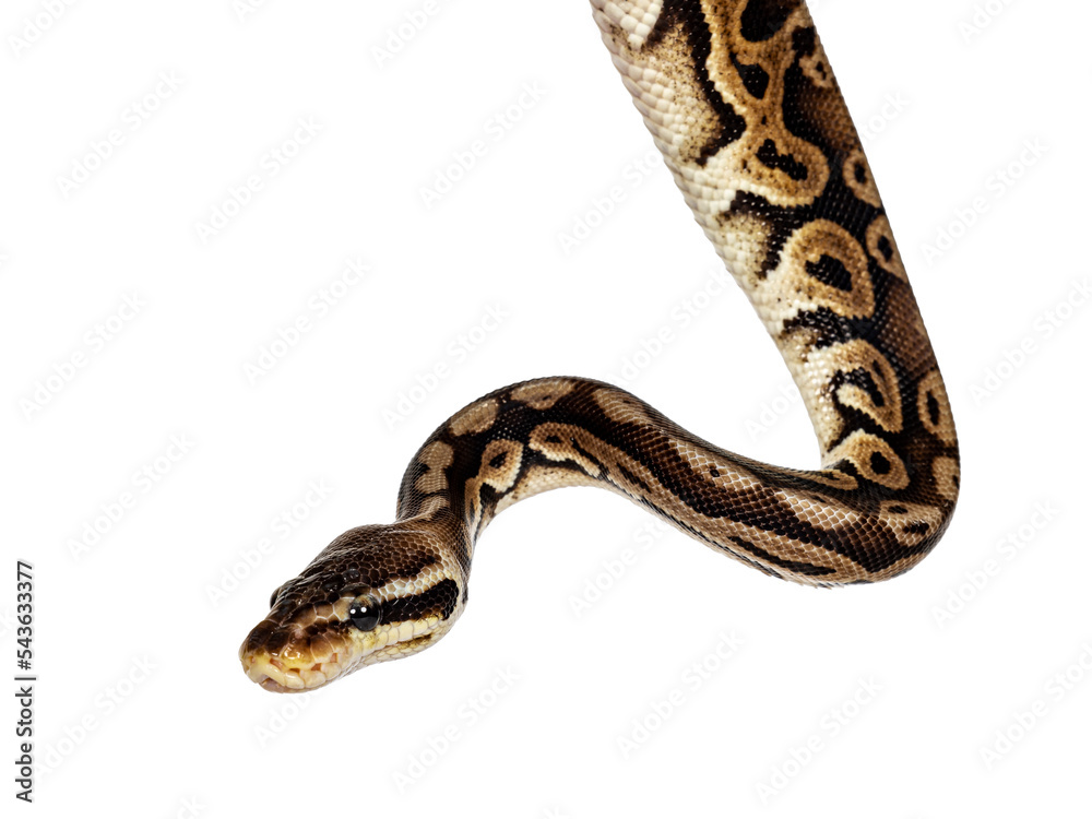 Fototapete head shot of Ball python aka Python regius, isolated on white background.